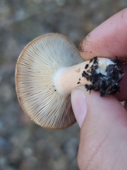 Lactarius xanthogalactus