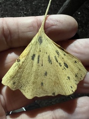 Bartheletia paradoxa