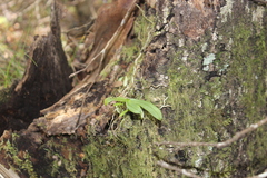 Drymoanthus adversus