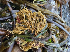 Laminariaceae
