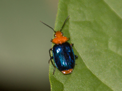 Cryptobatis laticollis