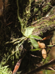 Drymoanthus adversus