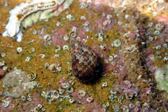 Phasianella australis