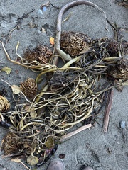 Macrocystis pyrifera