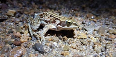 Rana amurensis