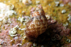 Phasianella australis