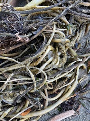 Macrocystis pyrifera