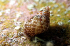 Phasianella australis