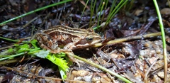 Rana amurensis
