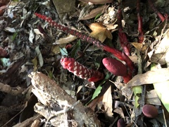 Balanophora laxiflora