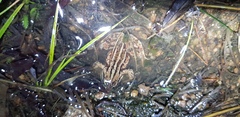 Rana amurensis