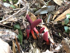 Balanophora laxiflora