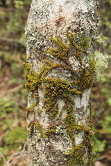 Macromitrium