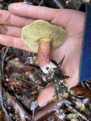 Xerocomellus diffractus