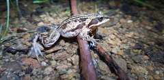 Rana amurensis