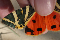 Euplagia splendidior