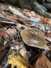 Xerocomellus diffractus