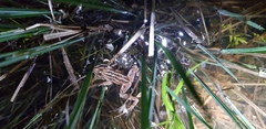 Rana amurensis