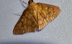 Pyraustinae