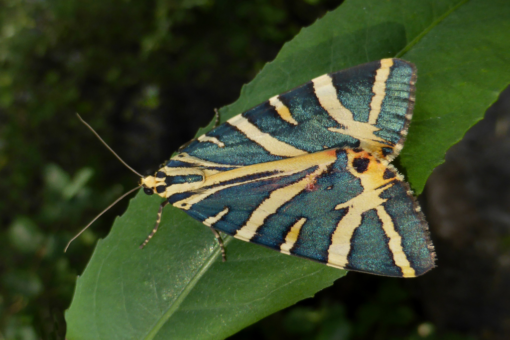 Euplagia splendidior