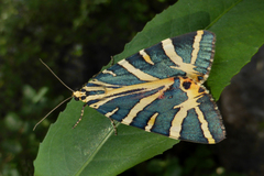 Euplagia splendidior