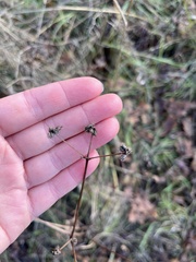 Sanicula crassicaulis