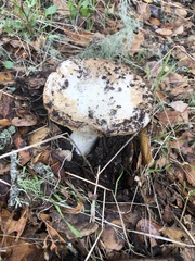 Amanita calyptratoides