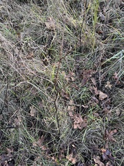 Sanicula crassicaulis