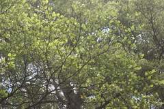 Nothofagus solandri