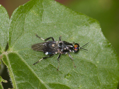 Cyphomyia