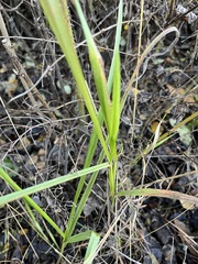 Phalaris arundinacea