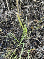 Phalaris arundinacea