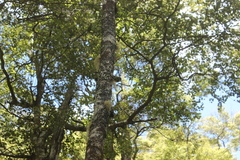 Acanthisitta chloris