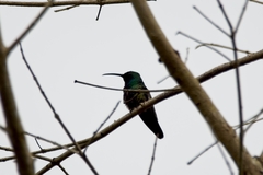 Anthracothorax viridigula