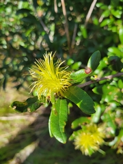 Quercus geminata