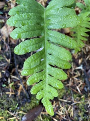 Polypodium glycyrrhiza