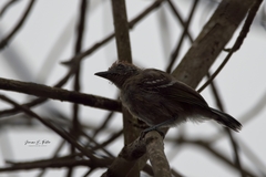 Sakesphorus canadensis
