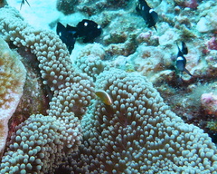 Amphiprion sandaracinos