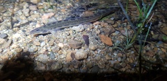Cobitis melanoleuca
