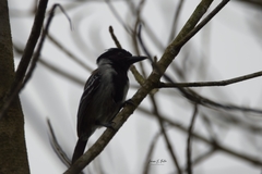 Sakesphorus canadensis