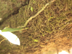 Drymoanthus adversus