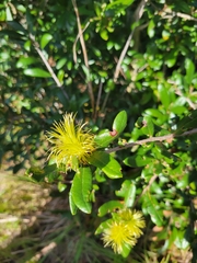 Quercus geminata
