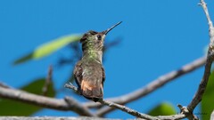 Chrysolampis mosquitus