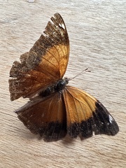 Doleschallia bisaltide australis