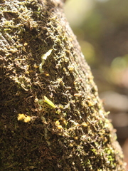 Drymoanthus adversus