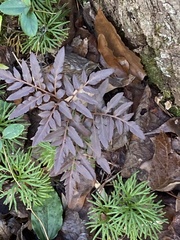 Sceptridium biternatum