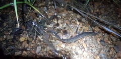 Cobitis melanoleuca