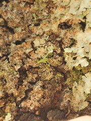 Drymoanthus adversus