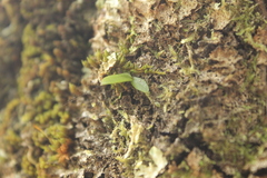 Drymoanthus adversus