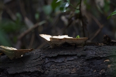 Trametes menziesii